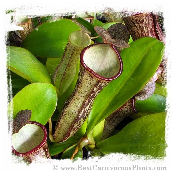 Nepenthes adnata x campanulata / 4-12 cm