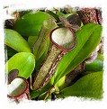 Nepenthes adnata x campanulata / 4-12 cm