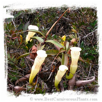 Nepenthes alba {Gunung Tahan, Peninsular Malaysia} / 5-12 cm