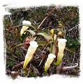 Nepenthes alba {clone N182-54, Gunung Tahan, Peninsular Malaysia} / 5-12 cm