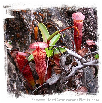 Nepenthes alba {Gunung Tahan, Peninsular Malaysia} / 5-12 cm