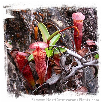 Nepenthes alba {clone N185-51, Gunung Tahan, Peninsular Malaysia} / 5-12 cm