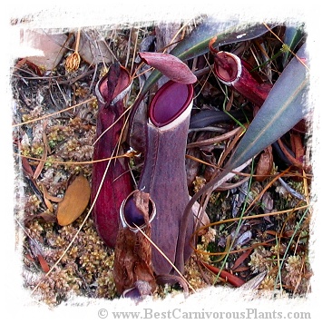 Nepenthes albomarginata {red plants, G. Jerai, Kedah, Malaysia} / 5-10 cm