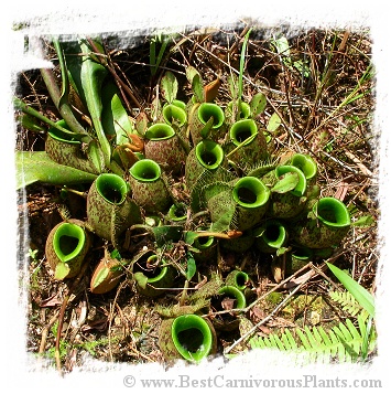 Nepenthes ampullaria {Sarawak, Borneo, Malaysia} (20s)
