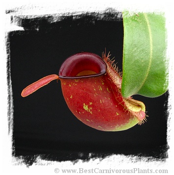 Nepenthes ampullaria {mix of red and speckled forms, Sarawak, Borneo, Malaysia} (20s)