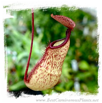 Nepenthes argentii x armin {Sibuyan, Philippines} / 5-9 cm