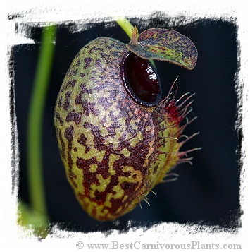 Nepenthes aristolochioides / 1 plant,  size 3-6 cm