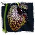 Nepenthes aristolochioides x ? / 2+ plant,  size 3-5 cm