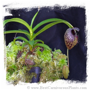 Nepenthes aristolochioides / 1 plant,  size 3-6 cm