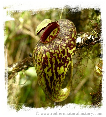 Nepenthes aristolochioides / 1 plant,  size 3-6 cm