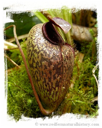 Nepenthes aristolochioides x ? / 2+ plant, size 3-5 cm