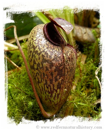 Nepenthes aristolochioides / 1 plant,  size 3-6 cm