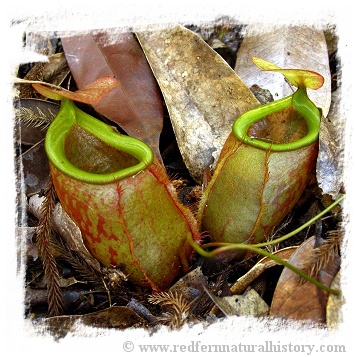 Nepenthes bellii {Mindanao, Philippines} / 3-6 cm