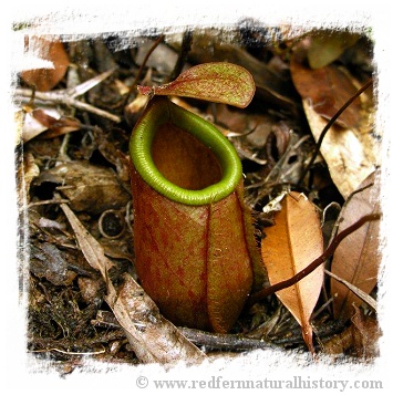 Nepenthes bellii {Mindanao, Philippines} / 3-6 cm