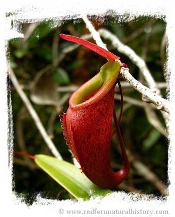 Nepenthes bellii {Mindanao, Philippines} / 3-6 cm