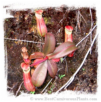 Nepenthes benstonei {Bukit Bakar, Kelantan, Malaysia} / 5-12 cm