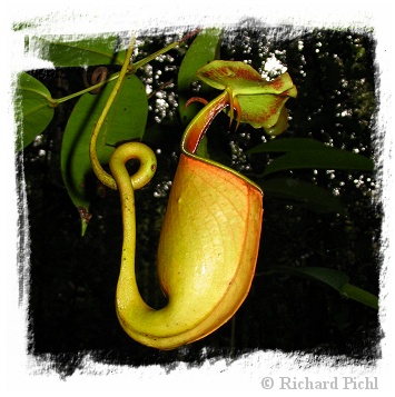 Nepenthes bicalcarata {orange, Brunei} (s)