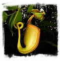 Nepenthes bicalcarata / 5-8 cm