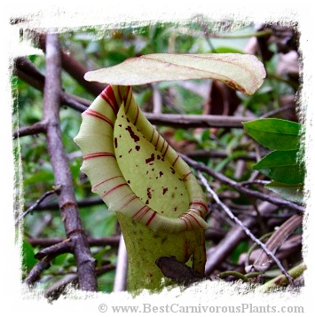 Nepenthes boschiana {Meratus Mts., South Kalimantan} / 5-15 cm