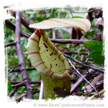 Nepenthes boschiana {Gunung Sakumbang, Meratus Mts., Kalimantan} / 5-15 cm