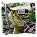 Nepenthes boschiana {Gunung Besar, Meratus Mts., Kalimantan} / 5-15 cm