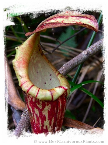 Nepenthes boschiana {Gunung Besar, Meratus Mts., Kalimantan} / 5-15 cm