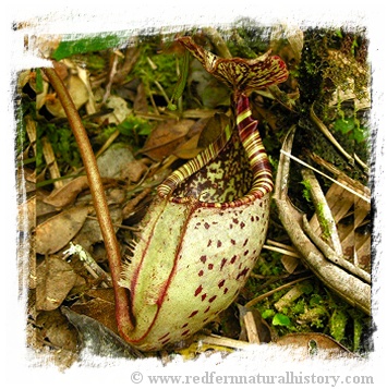 Nepenthes burbidgeae {seedgrown, Kinabalu, Sabah, Malaysia} / size 4-8 cm