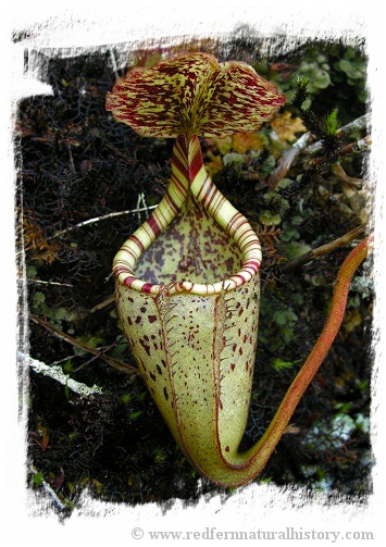 Nepenthes burbidgeae {seedgrown, Kinabalu, Sabah, Malaysia} / size 4-8 cm