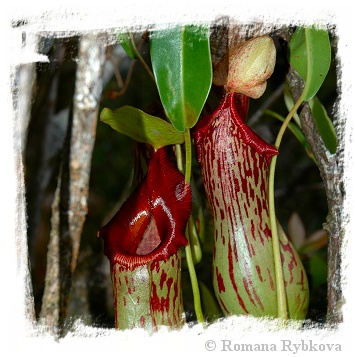 Nepenthes burkei {x alata?, Halcon, Philippines} / 3-10 cm