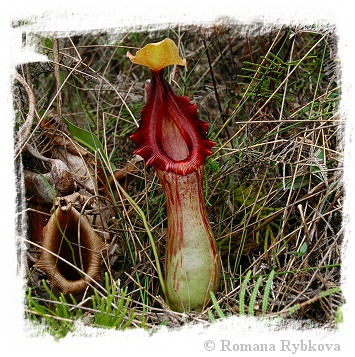 Nepenthes burkei {x alata?, Halcon, Philippines} / 3-10 cm