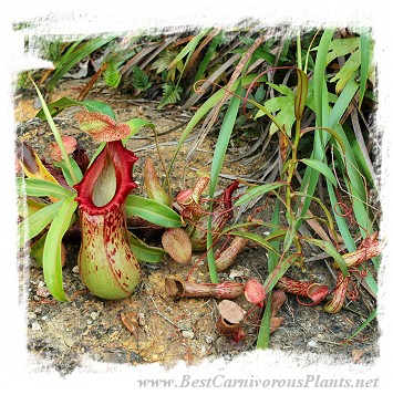 Nepenthes burkei {x alata?, Halcon, Philippines} / 3-10 cm