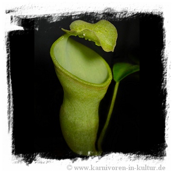 Nepenthes campanulata / 2-6 cm