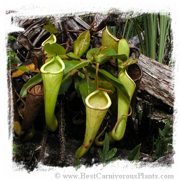 Nepenthes chaniana {Batu-Buli, Borneo, Malaysia} / 2-6 cm