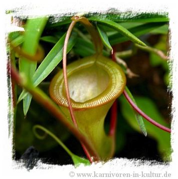 Nepenthes dubia / 4-8 cm
