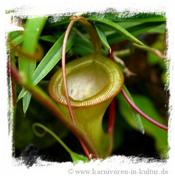 Nepenthes dubia / 3-6 cm