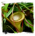 Nepenthes dubia / 3-6 cm