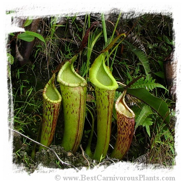 Nepenthes dactylifera {Sarawak, Borneo, Malaysia} / size 2-6 cm