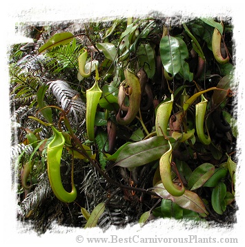 Nepenthes dactylifera {Sarawak, Borneo, Malaysia} / size 2-6 cm