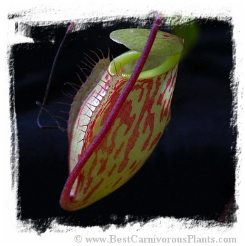 Nepenthes glabrata {Gunung Balease, Sulawesi, Indonesia}  / size 5-10 cm