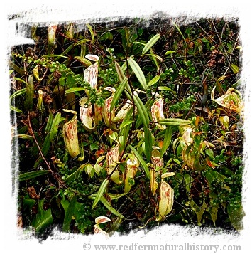 Nepenthes glabrata {seedgrown, Tonusu, Tentena, Central Sulawesi, Indonesia} / 1 plant, size 4-8 cm