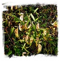 Nepenthes glabrata {Gunung Balease, Sulawesi, Indonesia}  / size 5-10 cm