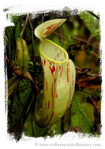 Nepenthes glabrata {Gunung Balease, Sulawesi, Indonesia}  / size 5-10 cm