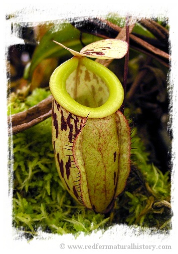 Nepenthes glabrata {Gunung Balease, Sulawesi, Indonesia}  / size 5-10 cm