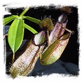 Nepenthes hamata {dark form, Gunung Tambusisi, Sulawesi, Indonesia} / size 3-6 cm