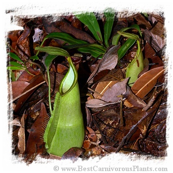 Nepenthes hirsuta {Gunung Serapi, Borneo, Malaysia} / 4-10 cm