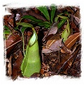 Nepenthes hirsuta {Gunung Serapi, Borneo, Malaysia} / 4-10 cm