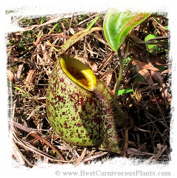 Nepenthes rafflesiana x ampullaria {west of Jale, Johor, Malaysia} / 2-4 cm