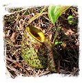 Nepenthes rafflesiana x ampullaria {west of Jale, Johor, Malaysia} / 2-4 cm