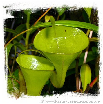 Nepenthes inermis {Gunung Gadut, Sumatra} / 6-12 cm