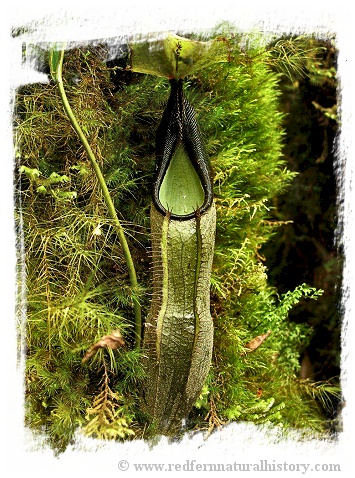 Nepenthes izumiae / 4-10 cm